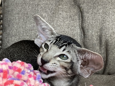 OKH Mädchen mit FIFe-Stammbaum, Orientalische Kurzhaar Jungtier - Katze
