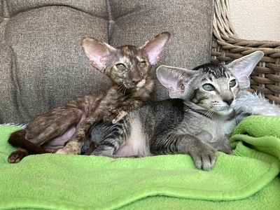 OKH Mädchen mit Stammbaum, OKH/ Orientalisch Kurzhaar Jungtier - Katze