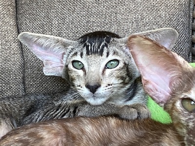 OKH Mädchen mit Stammbaum, OKH/ Orientalisch Kurzhaar Jungtier - Katze