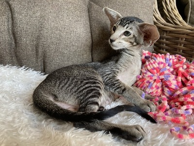 OKH Mädchen mit Stammbaum, OKH/ Orientalisch Kurzhaar Jungtier - Katze