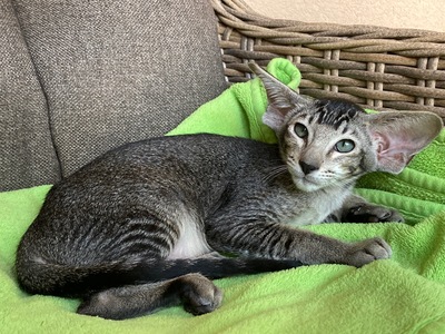 OKH Mädchen mit Stammbaum, OKH/ Orientalisch Kurzhaar Jungtier - Katze