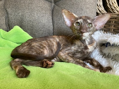 OKH Mädchen mit Stammbaum, OKH/ Orientalisch Kurzhaar Jungtier - Katze
