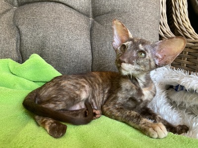 OKH Mädchen mit Stammbaum, OKH/ Orientalisch Kurzhaar Jungtier - Katze