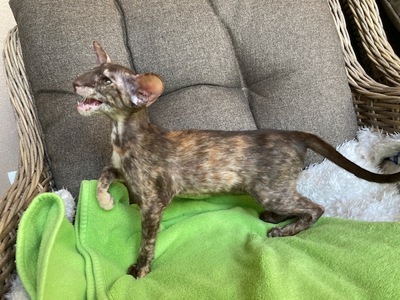 OKH Mädchen mit Stammbaum, OKH/ Orientalisch Kurzhaar Jungtier - Katze