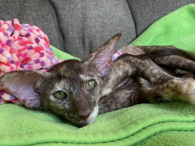 OKH Mädchen mit Stammbaum, OKH/ Orientalisch Kurzhaar Jungtier - Katze