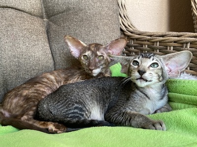 OKH Mädchen mit Stammbaum, OKH/ Orientalisch Kurzhaar Jungtier - Katze