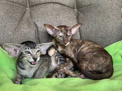 OKH Mädchen mit Stammbaum, OKH/ Orientalisch Kurzhaar Jungtier - Katze