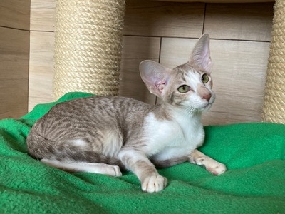 OKH und Siam Kitten mit FIFe-Stammbaum, Orientalische Kurzhaar Jungtier - Katze