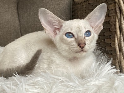 OKH und Siam Kitten mit FIFe-Stammbaum, Orientalische Kurzhaar Jungtier - Katze