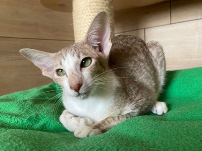 OKH und Siam Kitten mit FIFe-Stammbaum, Orientalische Kurzhaar Jungtier - Katze