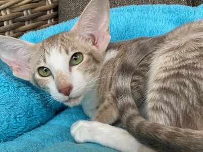 OKH und Siam Kitten mit FIFe-Stammbaum, Orientalische Kurzhaar Jungtier - Katze