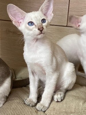 OKH und Siam Kitten mit FIFe-Stammbaum, Orientalische Kurzhaar Jungtier - Katze