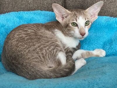 OKH und Siam Kitten mit Papiere, Orientalische Kurzhaar Jungtier - Katze