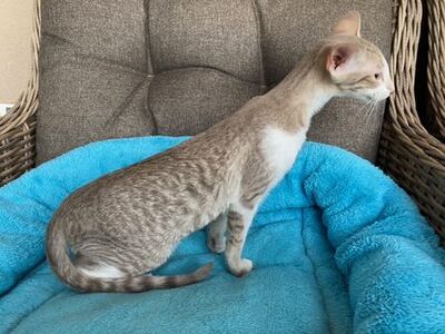 OKH und Siam Kitten mit Papiere, Orientalische Kurzhaar Jungtier - Katze