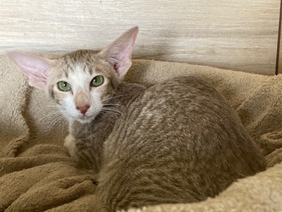 OKH und Siam Kitten mit Papiere, Orientalische Kurzhaar Jungtier - Katze