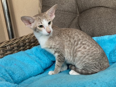 OKH und Siam Kitten mit Stammbaum, Lieferung möglich