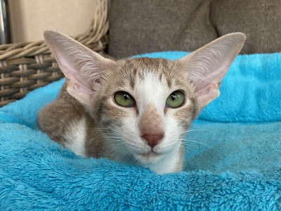 OKH und Siam Kitten mit Stammbaum, Lieferung möglich, Orientalische Kurzhaar Jungtier - Katze