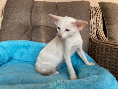 OKH und Siam Kitten mit Stammbaum, Lieferung möglich, Orientalische Kurzhaar Jungtier - Katze