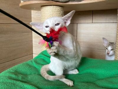 OKH und Siam Kitten mit Stammbaum, Lieferung möglich, Orientalische Kurzhaar Jungtier - Katze