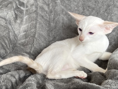 OKH und Siam Kitten mit Stammbaum, Lieferung möglich, Orientalische Kurzhaar Jungtier - Katze