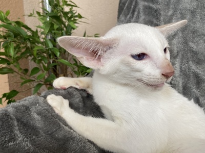 OKH und Siam Kitten mit Stammbaum, Lieferung möglich, Orientalische Kurzhaar Jungtier - Katze