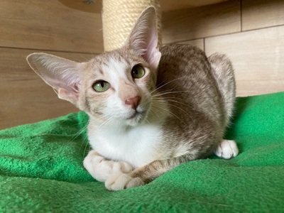 OKH und Siam Kitten mit Stammbaum, Lieferung möglich, Orientalische Kurzhaar Jungtier - Katze