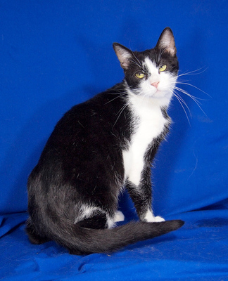 OLIVER - R E S E R V I E R T !!!!! menschenorientiert, lebhaft, kuschelt gern, verspielt, interessiert, hundeverträglich, Mischling - Kater