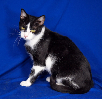 OLIVER - R E S E R V I E R T !!!!! menschenorientiert, lebhaft, kuschelt gern, verspielt, interessiert, hundeverträglich, Mischling - Kater