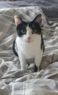 OLIVER - die verkörperte Liebe einer Katze zu Menschen, Gewöhnliche Katze Jungtier - Kater