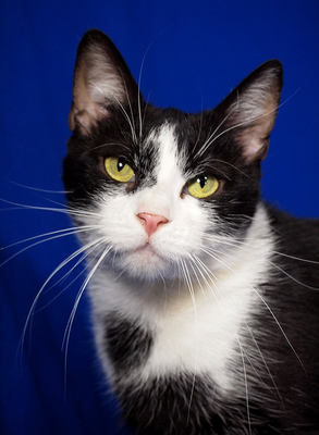 OLIVER - menschenorientiert, lebhaft, kuschelt gern, verspielt, interessiert, hundeverträglich, Mischling - Kater