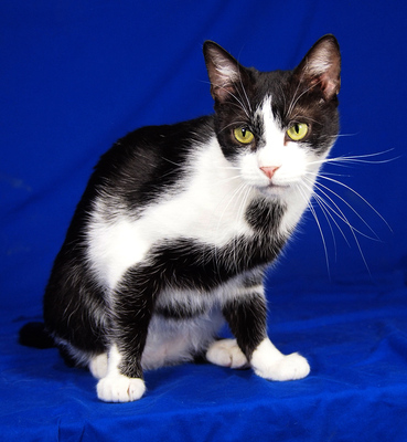 OLIVER - menschenorientiert, lebhaft, kuschelt gern, verspielt, interessiert, hundeverträglich, Mischling - Kater