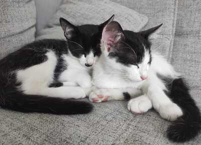 OREO A COOKIE, Gewöhnliche Katze Jungtier - Kater