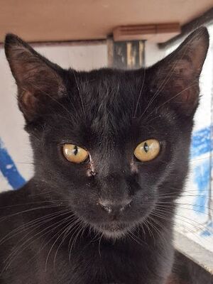 Obac, Europäisch Kurzhaar - Kater