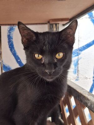 Obac, Europäisch Kurzhaar - Kater