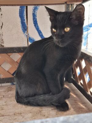 Obac, Europäisch Kurzhaar - Kater