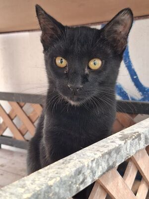 Obac, Europäisch Kurzhaar - Kater