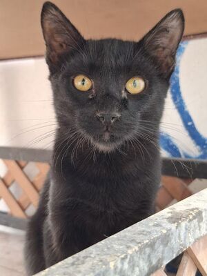 Obac, Europäisch Kurzhaar - Kater