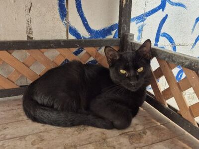 Obac, Europäisch Kurzhaar - Kater