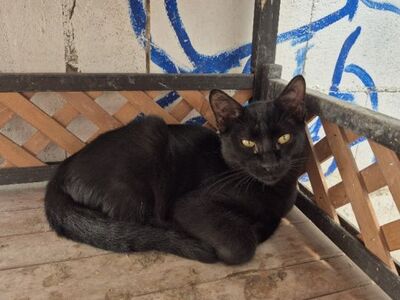 Obac, Europäisch Kurzhaar - Kater