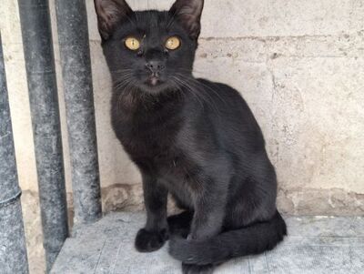 Obac, Europäisch Kurzhaar - Kater