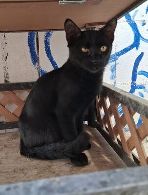 Obac, Europäisch Kurzhaar - Kater