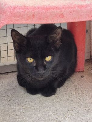 Obac, Europäisch Kurzhaar - Kater