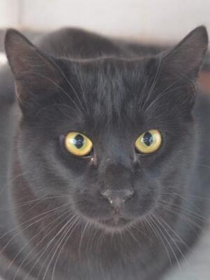 Obac (geb. April 2025) - EKH-Kater, EKH - Kater