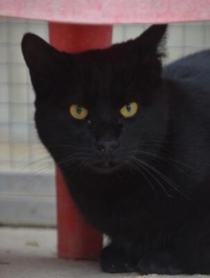 Obac (geb. April 2025) - EKH-Kater, EKH - Kater