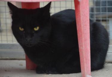 Obac (geb. April 2025) - EKH-Kater, EKH - Kater