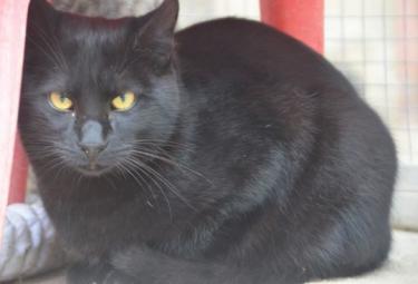 Obac (geb. April 2025) - EKH-Kater, EKH - Kater