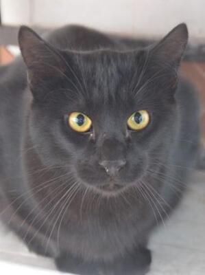 Obac (geb. April 2025) - EKH-Kater, EKH - Kater