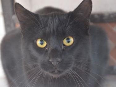 Obac (geb. April 2025) - EKH-Kater, EKH - Kater