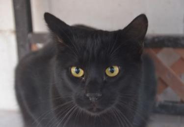 Obac (geb. April 2025) - EKH-Kater, EKH - Kater