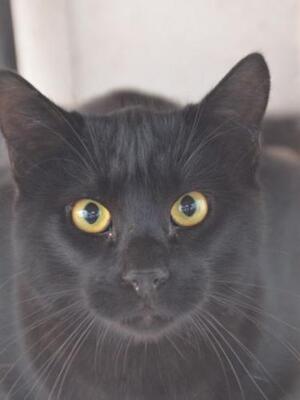Obac (geb. April 2025) - EKH-Kater, EKH - Kater